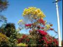 ipe_amarelo02.JPG