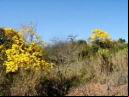 ipe_amarelo03.JPG
