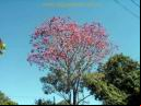 ipe_roxo_02.JPG