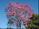 ipe_roxo_04.JPG